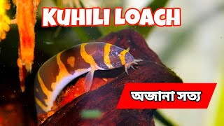 Ultimate Kuhli Loach Care Guide  Feeding Tips amp Tank Setup  No CO2 Planted Tank [upl. by Nydia]