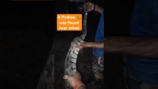 Huge Python was found near our coal mines [upl. by Nahtahoj386]