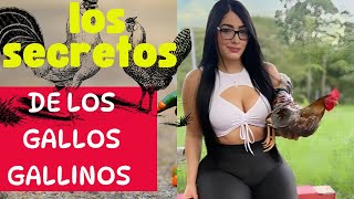 GALLOS GALLINOS SU GENETICA FORMA DE COMBATE Y PROCEDENCIA DETALLADOS [upl. by Ellenhoj]