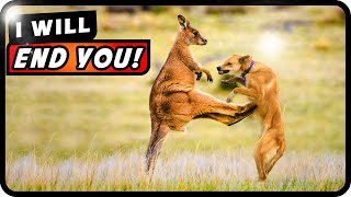 Why Kangaroos Hate Dogs The Surprising Reasons Behind Their Clash  Absolute Nature [upl. by Nessi]