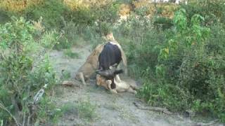 3 lions killing a cape buffalo at Duba Plains HD version [upl. by Oirogerg]