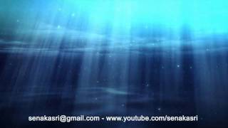 Free UnderWater Background Full HDSeaFishDolphinSealSenakasriYoutubeflv [upl. by Merissa63]