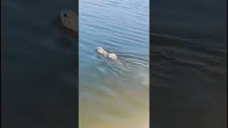 Did you know rabbits could swim animaltherapy animals naturetherapy rabbit [upl. by Anitsrihc]