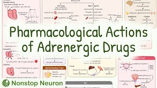 Pharmacological Actions of Adrenergic Drugs [upl. by Yeldua165]