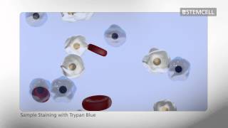 How to Count Cells Using a Hemocytometer [upl. by Yelyab]