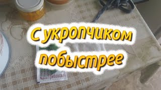 С укропчиком побыстрее Проращивалка и гидросеялка [upl. by Creighton676]