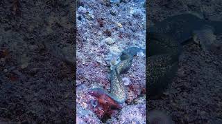 Stunning upclose footage of a hunting moray eel divingmauritius scubadiving padiadventures eel [upl. by Samp]