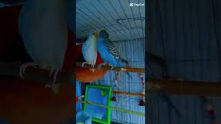 বাজিগর পাখি birds bdbirdslover7374 bdbird [upl. by Abigale]