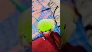 parrotsinging birds talkingparrot mitthu parrot cute parrottalking [upl. by Eelnyl783]