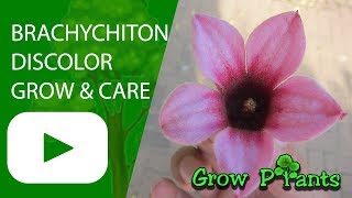 Brachychiton discolor  grow amp care [upl. by Lynett688]