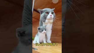 Cute baby cat cat lovecats cats catvideos kittens catlover princesscat  1 266 [upl. by Drawde]