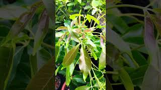 White sapote the new growth is always beautiful 😁 [upl. by Howund]