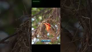 The Art of Nest Building nest birds nature wildlife facts [upl. by Kiyohara]