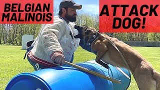 INCREDIBLE FEMALE ATTACK DOG BELGIAN MALINOIS  FRENCH RING TRAINING  Andy Krueger [upl. by Trainor]