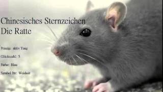 Chinesisches Sternzeichen die Ratte und ihre Eigenschaften Ratten sind geborene Familienmenschen [upl. by Jesselyn462]