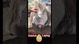 Ostrich laying an egg🥚  ostrich bird laying eggs  🥚 ostrich egg shorts [upl. by Eahsal]