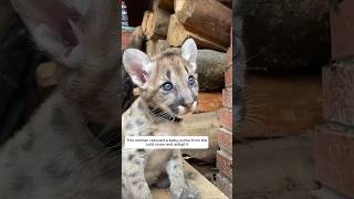 This woman rescued a baby puma from the cold snow and adopted it animalshorts puma [upl. by Kimber516]