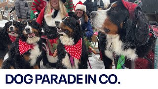 Bernese Mountain Dog Parade in Breckenridge Colorado 🐶 [upl. by Yruok]