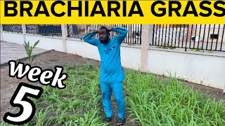 Week 5 How To Grow Brachiaria GrassMulato Grass For Livestock Are My Brachiaria Grass Destroyed [upl. by Arabele910]