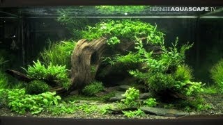 Aquascaping  The Art of the Planted Aquarium 2013 XL pt2 [upl. by Starbuck]