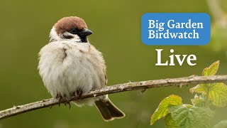 Big Garden Birdwatch Live 2024  Bird Feeders From Across The UK  Sunday [upl. by Enyrat313]