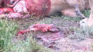 Lions kill pregnant warthog unseen [upl. by Suraved804]