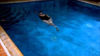 Swimming Without Stress Case Study Ann Demystifying Front Crawl [upl. by Meehar]