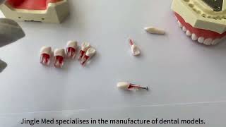 Jingle Med Dental Model Endodontistdentaleducation dentist dentaltraining dentalclinic [upl. by Clougher]