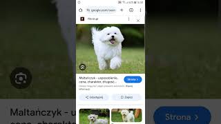 jak umarli cz8 maltańczyk murdermystery maltese maltańczyk france mystery dog dogs doglover [upl. by Ztnaj]