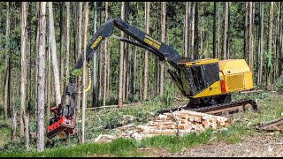 Harvester Tigercat with Waratah [upl. by Assirolc152]