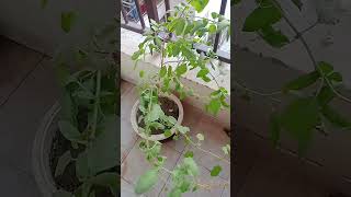 Tulsi man ki Puja karna bahut achcha hota hai [upl. by Ennaej]