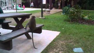 Monkeys Longtailed Macaques in Bukit Batok Nature Park Singapore [upl. by Gussman634]