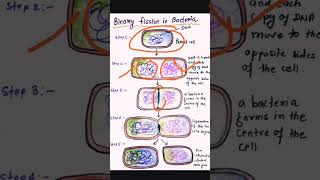 Binary fission in Bacteria l Biology CBSENEET [upl. by Faythe]