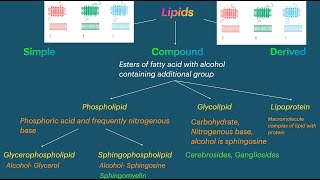 Classification Of Lipids Biochemistry Lipid Metabolism Video  Everything in 4 minutes  Made Easy [upl. by Seabury]