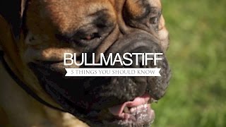 BULLMASTIFF FIVE THINGS YOU SHOULD KNOW [upl. by Specht816]