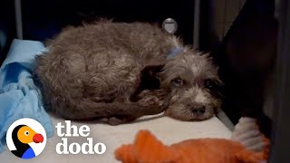 Puppys Rescuers Finally Figure Out Why Hes Scared  The Dodo [upl. by Childers]