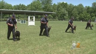 Inside The MTA’s K9 Training [upl. by Florrie]