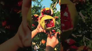 Pomegranate pomegranatecutting fruit nature fruitcutting NatureMeansPeacef8b [upl. by Pich]