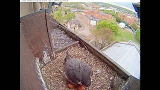 Derby Peregrines 2019 5 Four eggs visible at changeover [upl. by Notsniw]