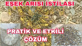 EŞEK ARILARI BAL ARILARINI BİTİRECEK  PRATİK VE ETKİLİ BİR ÇÖZÜM DENEDİM [upl. by Cornelle]