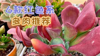 热情似火的红色系多肉推荐，你中意哪一款 [upl. by Castara]