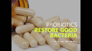 benefits of probiotics for dogs [upl. by Sunshine]