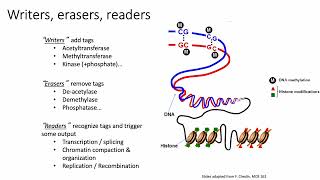 2022 MCB 182 Lecture 5  Epigenomes [upl. by Eyllek]