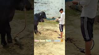 New Racer Jhota 🐃 Buffalo bull viralvideo farmers dairyfarm farmerprotest farmer khetibadi [upl. by Aitenev301]