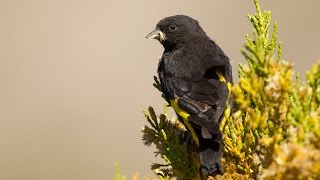 Black Siskin breeding season  How breeding Carduelis Atrata [upl. by Odrawde]