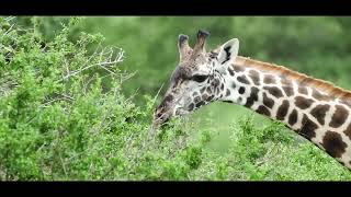 Explore Kenyas Wildlife with Zenith Holidays [upl. by Aydni983]