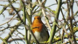 240928 RSPB Saltholme highlights [upl. by Henley]