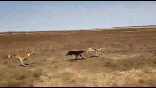 salukiGreyhound chasing a springbokplease watch and subscribe [upl. by Philan53]