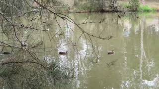 Ducks Swimming in the Pond Ambarvale Australia [upl. by Georgianne]