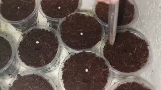 How to sow pelletized lettuce seeds  Rijk Zwaan [upl. by Aihppa]